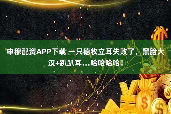 申穆配资APP下载 一只德牧立耳失败了,黑脸大汉+趴趴耳…哈哈哈哈!
